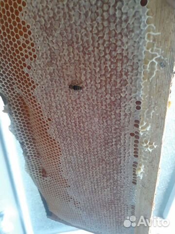 Мед с личной пасеки