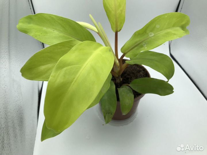 Филодендрон Лемон Лайм