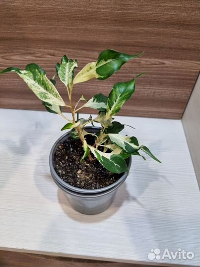 Фикус керли, эльдорадо, сафари, мунлайт, де ган