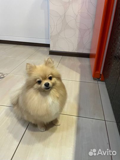 Вязка для девочки шпица