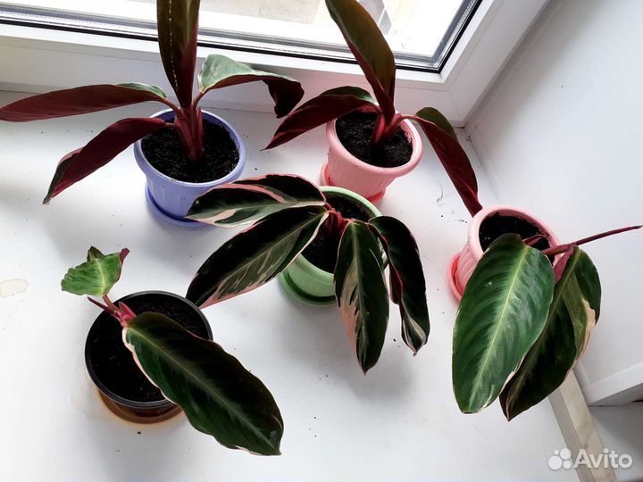 Строманта триколор;