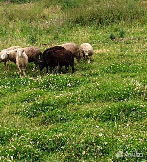 Ягнята- ярочки, барашки