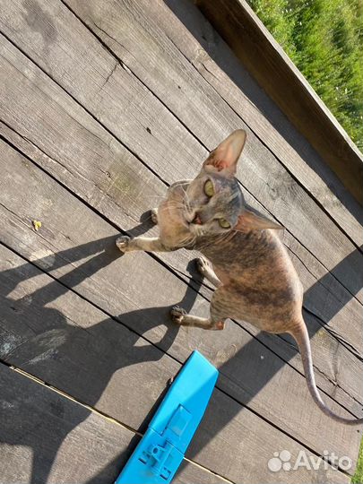 В добрые руки