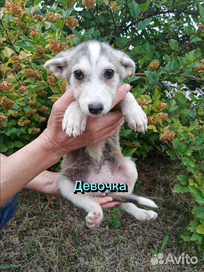 Щенки мальчики, девочки