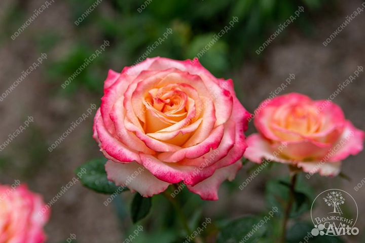 Роза саженцы зкс весна -2024(400 сортов)