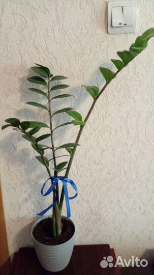 Замиокулькас