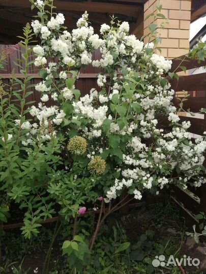 Жасмин махровый