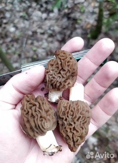 Гриб сморчок