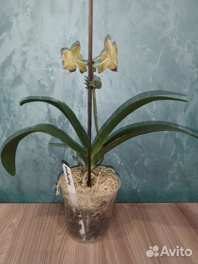 Орхидея фаленопсис Попугай