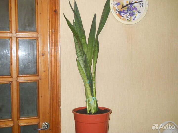 Домашние цветы