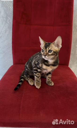 Бенгальские котята