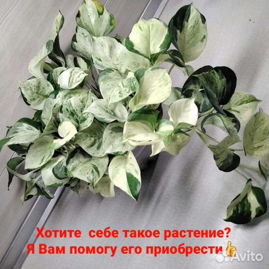 Эпипремнум Хеппи Лив