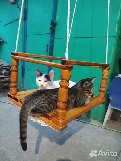 Котята в дар