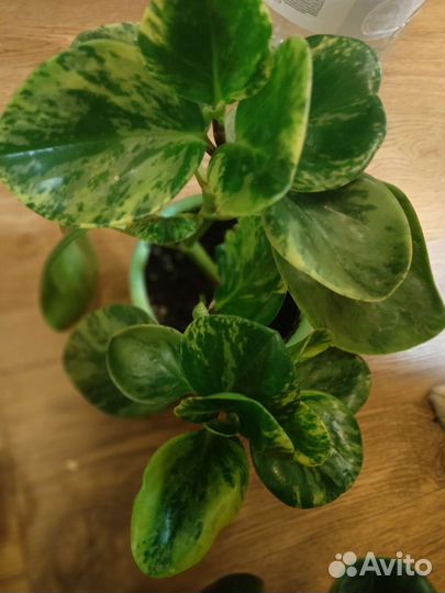 Пеперомия вариегатная