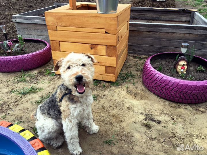 Вязка Фокстерьера