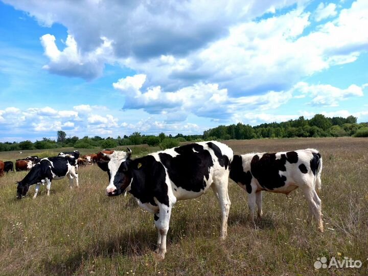 Продам телок