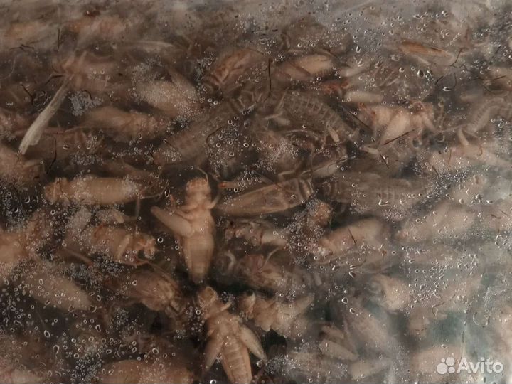 Сверчок домовый,Таракан туркменистанский,зофобас