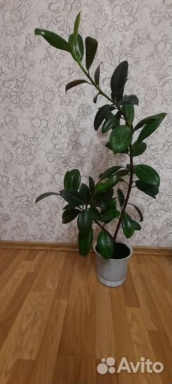 Фикус каучуконосный (эластика)