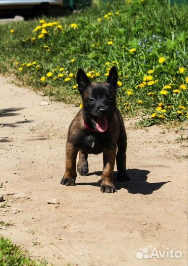 Щенки малинуа