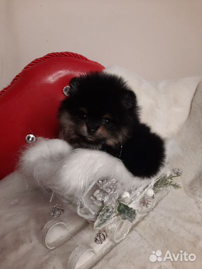 Малыши пушистики