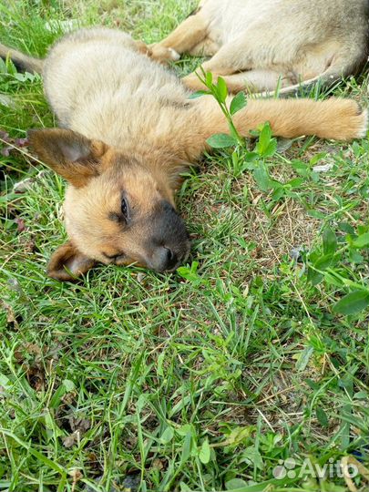 Спасите щенков