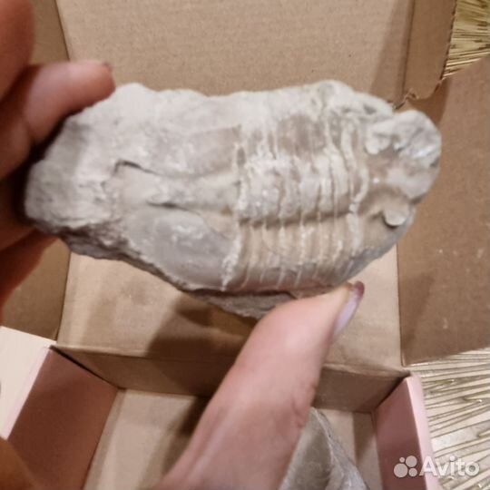 Окаменелости трилобит