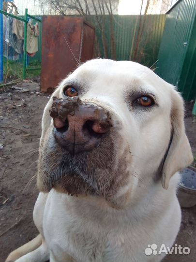 Отдам в добрые руки лабрадора