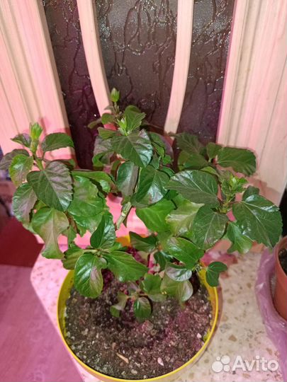 Гибискус жёлтый