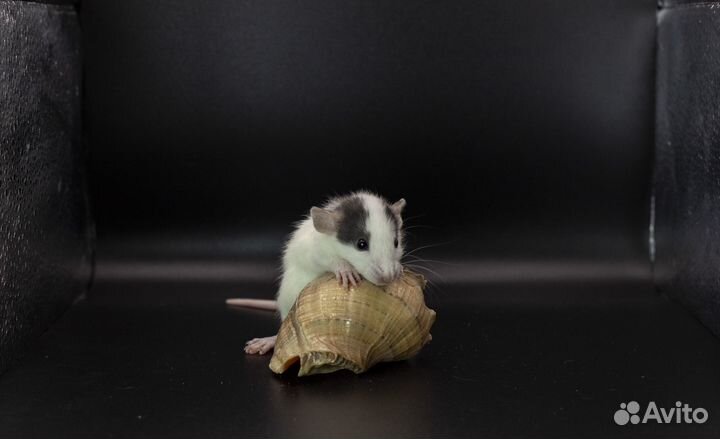 Крыса. Крысята. Дамбо крыса. Питомник