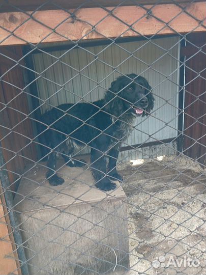 Щенки русского охотничего спаниеля