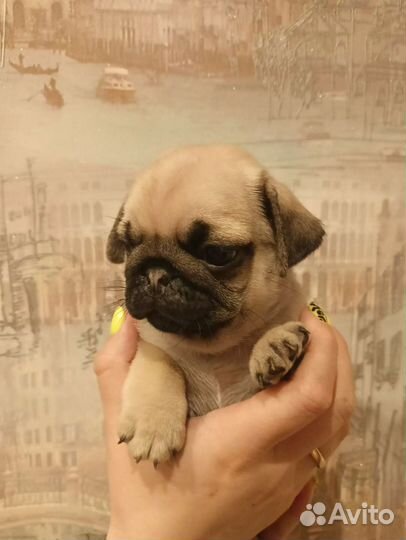 Щенки мопса