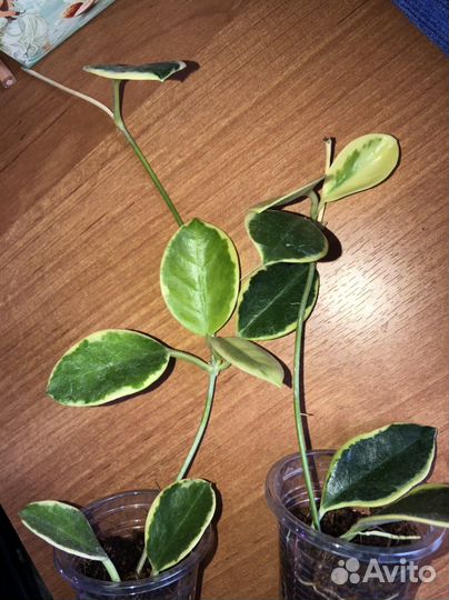 Хойи укоренённые и на срез