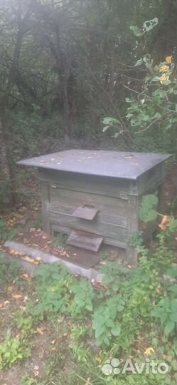 Пчелы с ульями