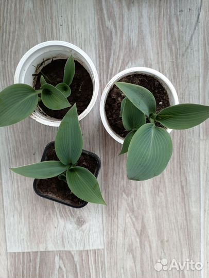 Хоста голубая