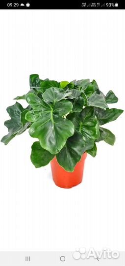 Филодендрон 