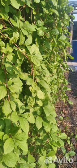 Саженцы барбариса и лимонника