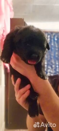 Щенки немецкой овчарки черные