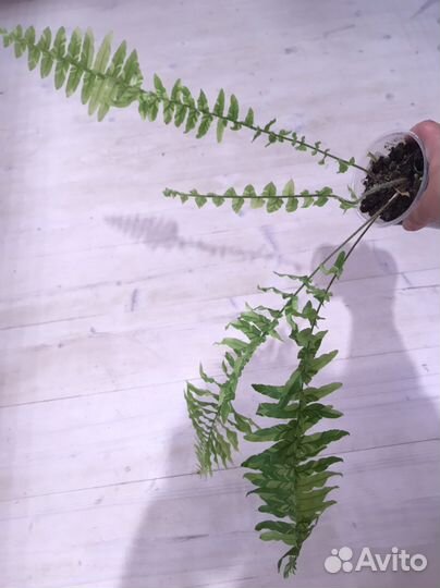 Нефролепис блонд