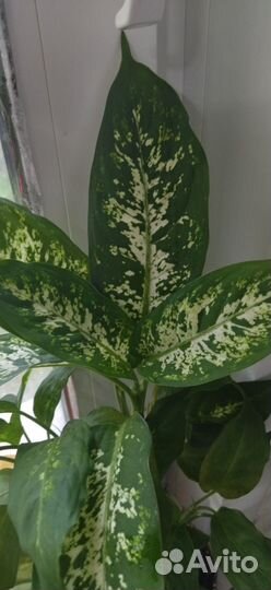 Диффенбахии