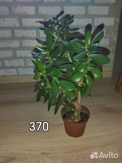 Толстянка крассула (денежное дерево)