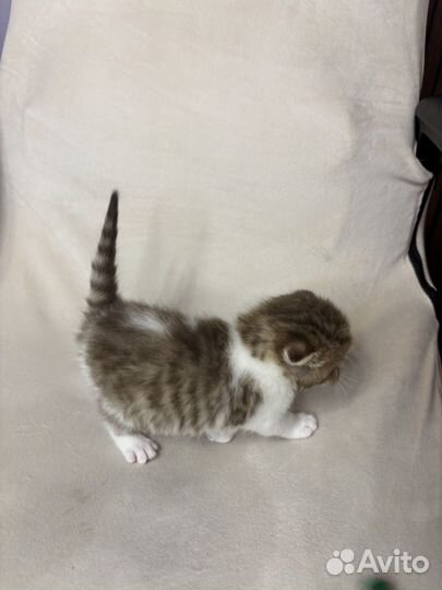 Шотландские вислоухие и прямоухие котята