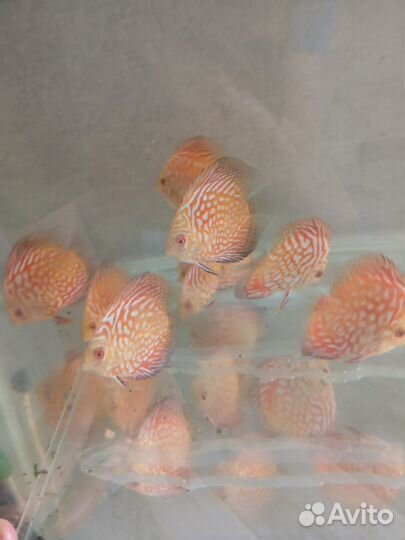 Дискусы рыбки