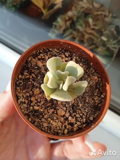 Кактусы и суккуленты