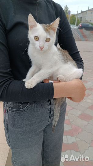 Котята мальчики и девочки