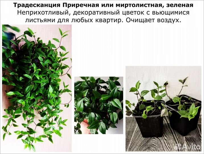 Комнатные Цветы декоративные. Цены разные