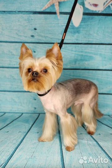 Стрижка собак