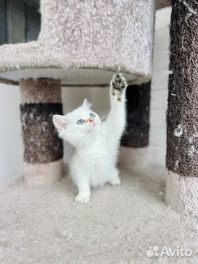 Котята британской золотой шиншиллы