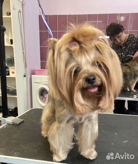 Груминг собак