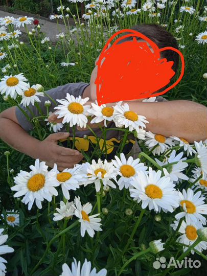 Ромашка крупная. рассада