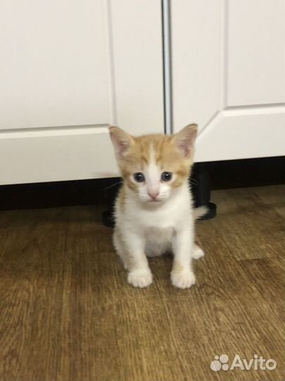 Отдам котенка в добрые руки